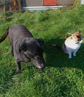 Ancud House | Pet-Friendly Cabaña Valle Encantado with High Guest Ratings