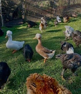 Ancud House | Pet-Friendly Cabaña Valle Encantado with High Guest Ratings
