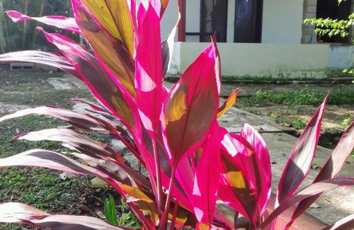 Palenque Cabin | Comfortable CABAÑAS el PORVENIR: Pet-Friendly Getaway