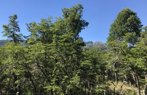 Pinto Cabin | Pet-Friendly Cabañas JL: Guest Rated 9.3/10 for Families