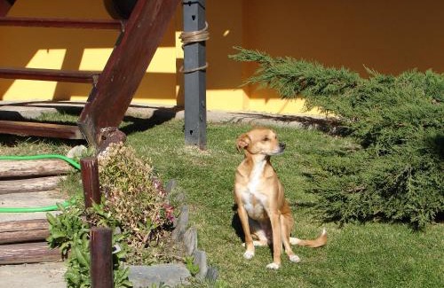 Macrozona Bahia Redonda y Primeros Faldeos Apartment | Discover Cabañas Marias del Sur: Pet-Friendly Retreat