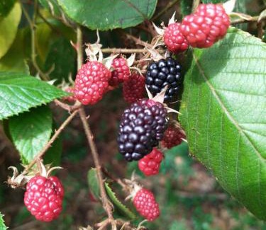 Canton Leon Cortes Castro House | Pet-Friendly Stay at Cabañas Mirador El Burío for Families