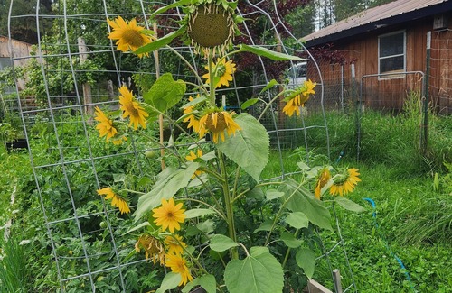 Heron Cabin | Cabin on a working homestead in Heron, Mt. " Heifer, Pork and Pecker Farm"n