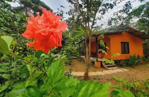 Los Planes Bed & Breakfast | Top-Rated Cabinas Corcovado Green Parrot with Ocean Views