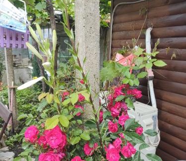 Radnevo Apartment | Pet-Friendly Cactus House: Guest Rated 9/10 with Breakfast