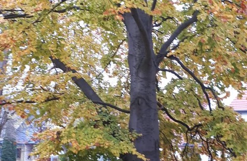 Bad Tennstedt House | Cozy Cafe Hehrlich: Child-Friendly Pension with Dining