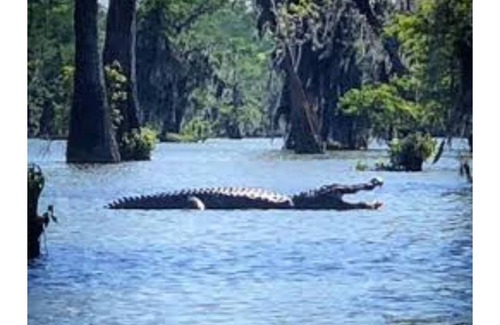 Breaux Bridge Boat Rental | Explore Cajun Adventure with Lake Views and Family-Friendly Amenities