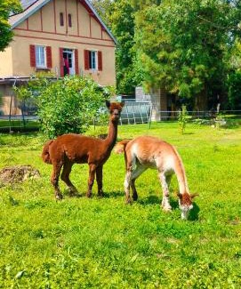 Maxilly-sur-Saone Bed & Breakfast | Experience Calme et Volupté: Rated 9.5 with Pool & Hot Tub