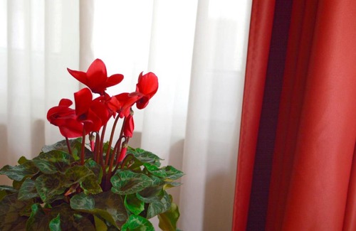 Palmanova House | Pet Friendly Camere Delfini: Family-Friendly Getaway