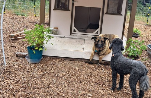 Fortuna RV Rental | Unforgettable Camp Among Private Redwoods - Pet Friendly