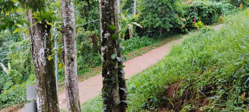 Paraty Other | Camping Cítara