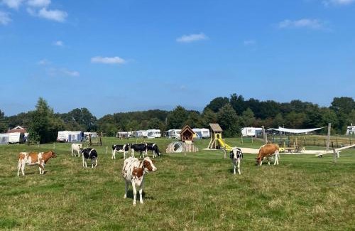 Mander Other | Pet-Friendly Camping Dal van de Mosbeek with Breakfast
