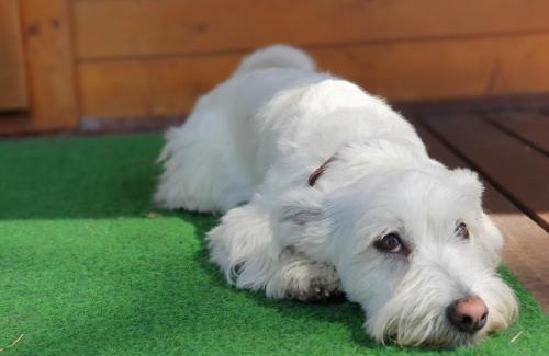 Toila Other | Pet-Friendly Camping Männisalu with Oceanfront Views