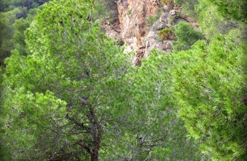 El Berro Other | Guest Rated 10/10: Camping Sierra Espuña with Pool & Kitchen