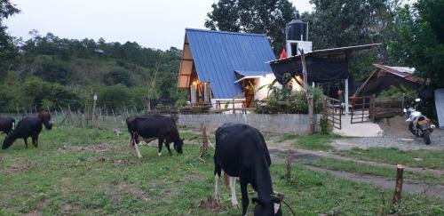 Jarabacoa House | Tranquil Canada House: Pet Friendly with Private Pool Access