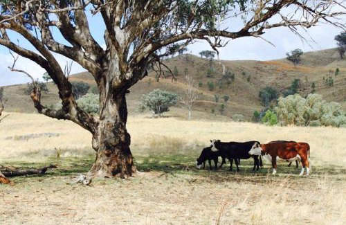 Piambong House | Discover Canguri Boutique - Memorable Farmstay near Mudgee