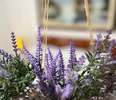 Marechal Floriano House | Pet-Friendly Suíte Lavanda Cama & Café - Centro, ES