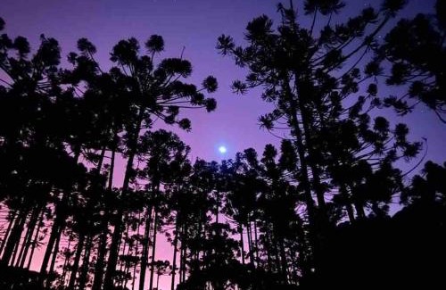 Goncalves House | Pet-Friendly Retreat at Cantinho da Bubu - Guest Rated 10/10