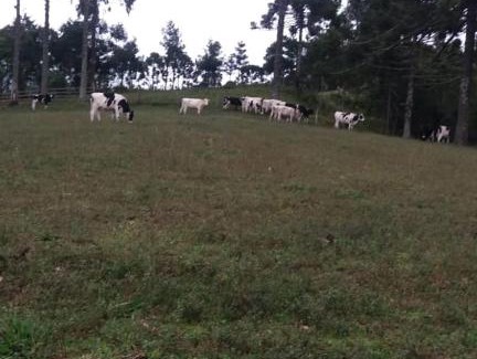 Urubici Cabin | Pet-Friendly Retreat at Cantinho do Sossego - Rated 10/10