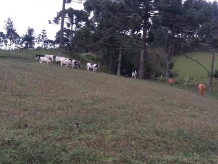 Urubici Cabin | Pet-Friendly Retreat at Cantinho do Sossego - Rated 10/10