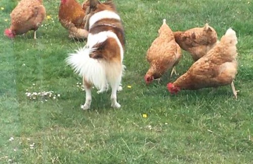 Cadgwith House | Pet-Friendly Retreat at Captain's Cabin - Rated 9/10!