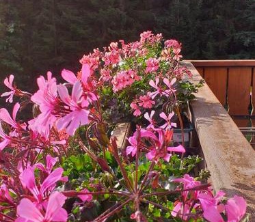 Caviola Apartment | Pet Friendly Retreat: Casa Cate e Mary with 9/10 Guest Rating