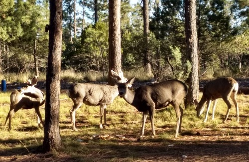 Timberon Cabin | Discover Casa Coconino: Pet-Friendly Retreat in Timberon NM