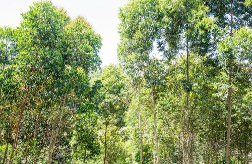 Flores da Cunha House | Discover Casa Container FIGO in Nature-Lovers’ Paradise