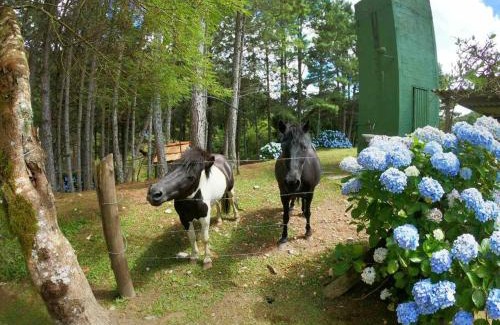 Anitapolis Ski Chalet | Pet-Friendly Retreat at Casa de Campo - Guest Rated 10/10