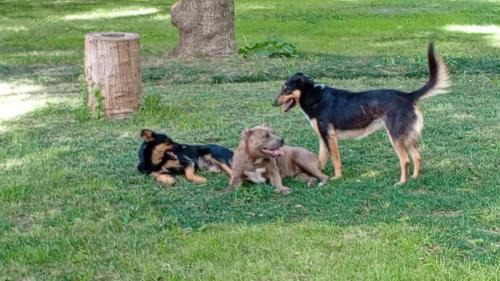 Gowland House | Pet-Friendly Casa de Campo with Pool – Guest Rated 8.9/10