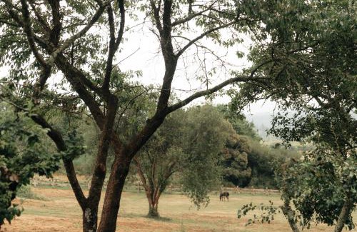 Maceira House | Family-Friendly Getaway at Casa de la Pradera, 9.5/10 Rating