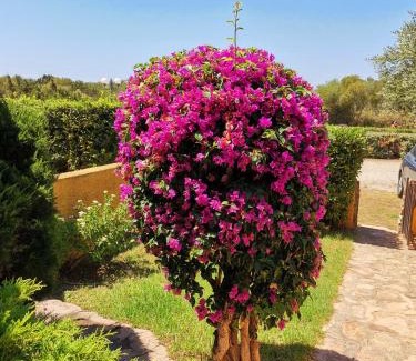 Porto Pollo Apartment | Casa di Giò - Delightful Garden Apartment with Ocean View