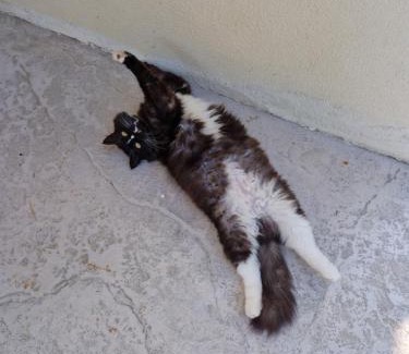 Conegliano Bed & Breakfast | Discover Casa di Tuco: Pet-Friendly Bliss with 9.5/10 Rating