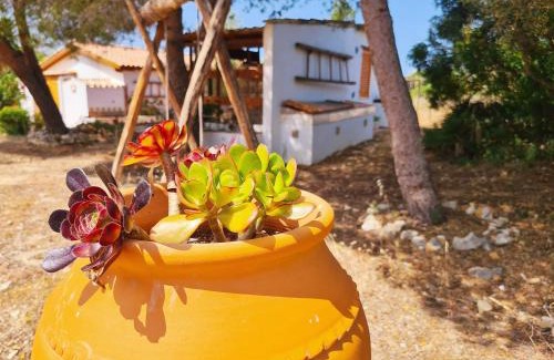 Colegio House | Welcoming Casa do Avô António: Pet-Friendly Retreat