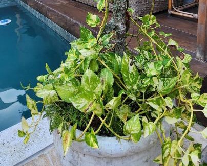 Balneario Praia do Pernambuco House | Pet-Friendly Casa do pé de Jabuticaba with Oceanfront Bliss