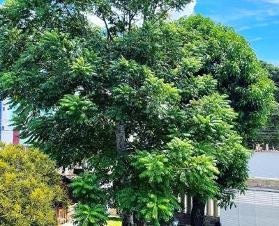 Praia do Morro House | Inviting Casa do Tio Patricio: Pet-Friendly with Pool