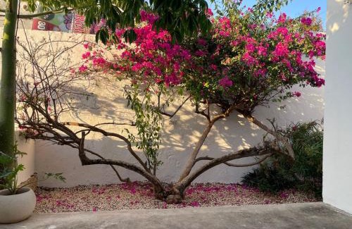 Merida Municipality Apartment | Discover Casa Kej Itzimna: Top-Rated Stay with Pool & Breakfast
