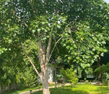 Chau Duc House | Serene Casa Khang Cottage Near HCMC with Pet-Friendly Perks