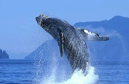 San Jose del Cabo Resort | Casa Mango in Palapas Resort, San Jose Del Cabo, across from beach, OPEN & SAFE