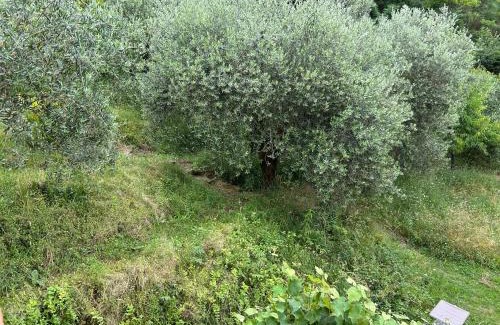 San Martino in Freddana Bed & Breakfast | Discover Casa Octavia: Guest Rated 9.5 with Pool Access