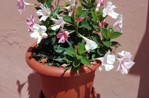 Lavaggiorosso House | Casa Ofelia: Highly Rated Stay with Family & Pet Amenities