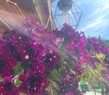 Tomsani House | Pet-Friendly Casa Roșca: Guest Rated 10/10 for Families