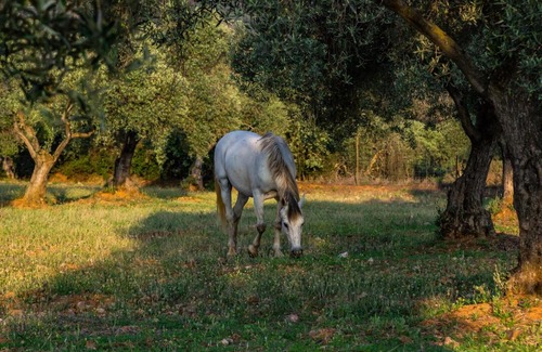 Penarroya-Pueblonuevo House | Relax at Casa Rural Finca Las Picazas with Ocean Views
