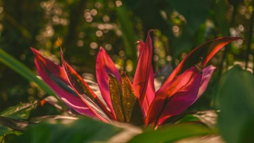 Ilha Grande House | Unforgettable Stays at Casa Selva - Ilha Grande Retreat