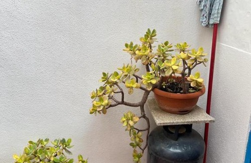 Calasetta House | Pet-Friendly Casa Vacanza Felice with Ocean Views