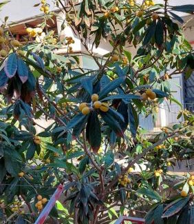 Monte Po-Nesima-San Leone-Rapisardi House | Family-Friendly Getaway at Casa vacanze Il Nespolo