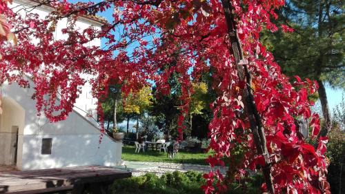 Offida House | Family-Friendly Retreat at Casale Fonte delle Pietre