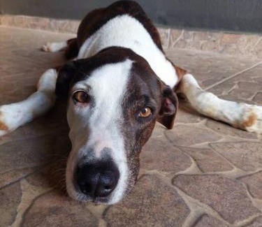 Barra Velha House | Pet-Friendly Retreat at CasaPraia Do Canto for Families