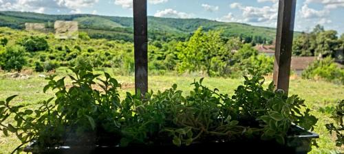 Ghioroc House | Family-Friendly Retreat at Casuta de vacanta Miniș I