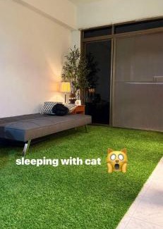 Hat Yai Other | Cat Hotel Hatyai by Krissana Mansion cat only